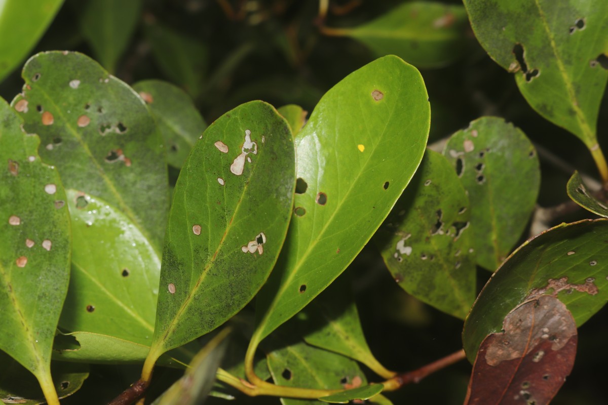 Aegiceras corniculatum (L.) Blanco